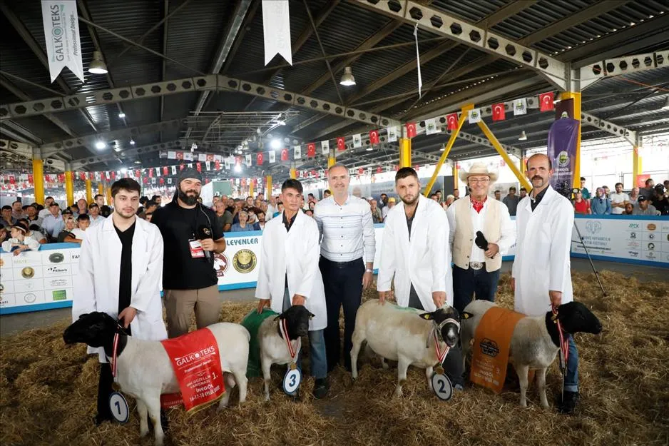 Türkiye’nin En Kapsamlı Küçükbaş Hayvancılık Festivali İçin Geri Sayım Başladı