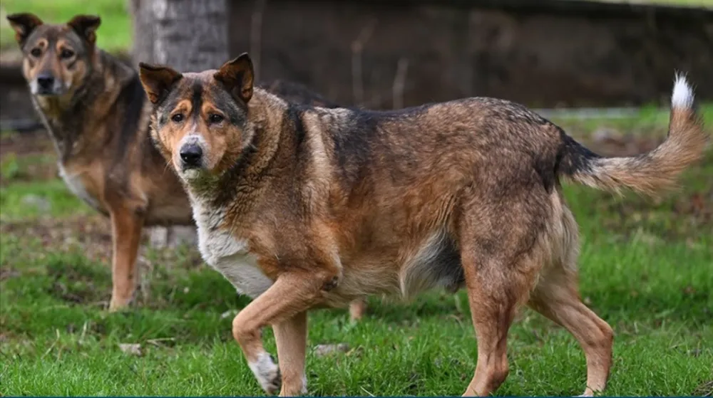 Sahipsiz köpeklerin saldırdığı hemşire canını arabanın önüne  atlayarak kurtardı