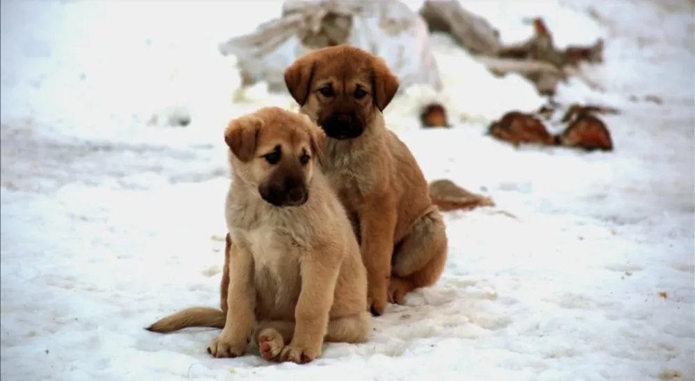 Sahipsiz köpek sorununda hızlı  sonuç için kısırlaştırma değil  