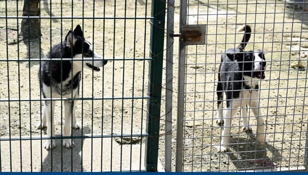 Tarım ve Orman Bakanlığı sahipsiz hayvanlara ilişkin esasları belirledi