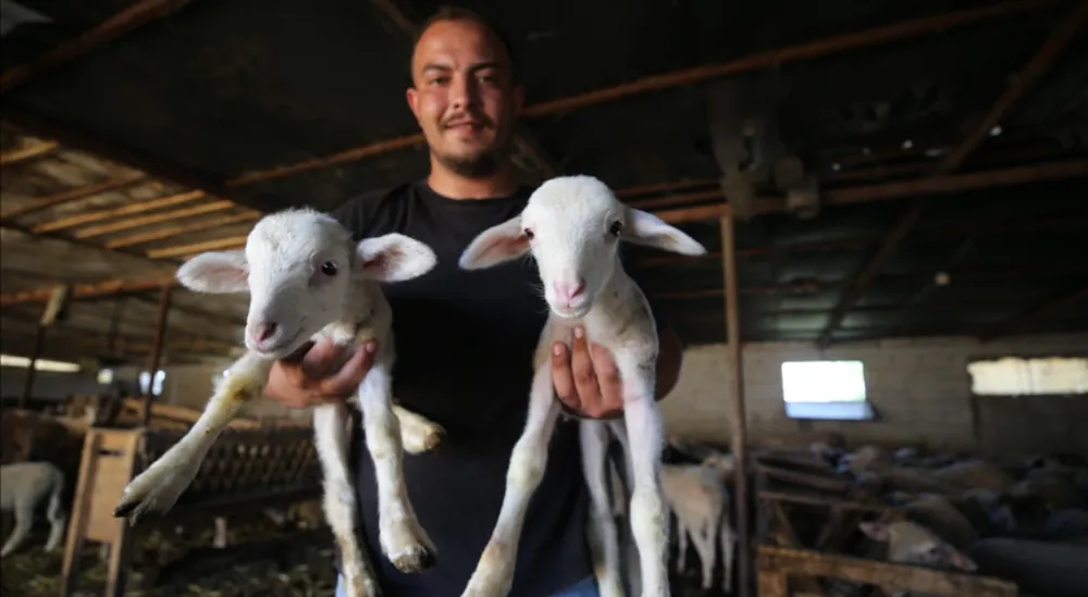 15 koyunla hayvancılığa başlayan  genç sürü sahibi oldu