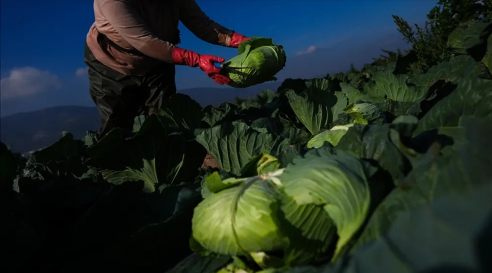 Kışlık sebze, hava şartları  nedeniyle pazar tezgahına  gecikmeli çıktı