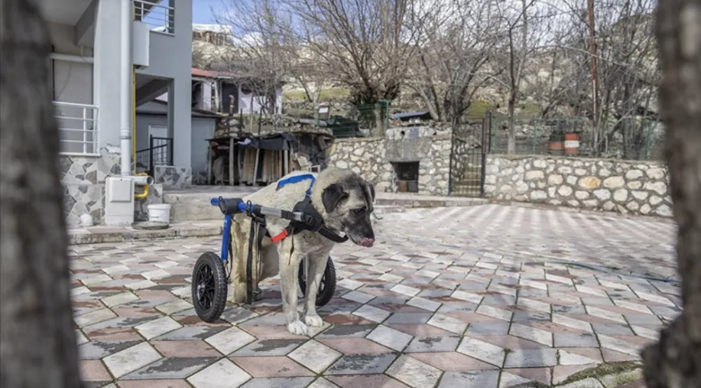 Arka ayakları felç olan 