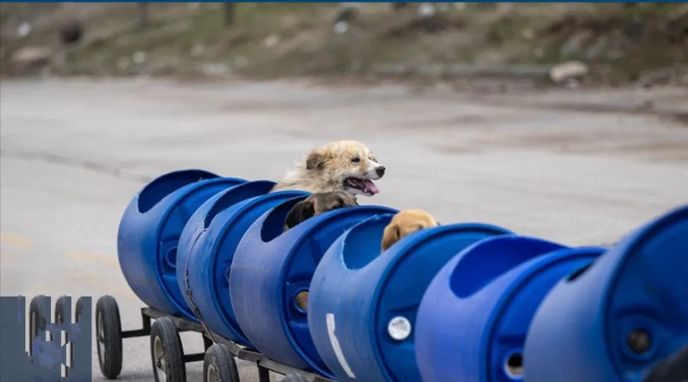 Engelli köpekleri varillerden  yaptığı 