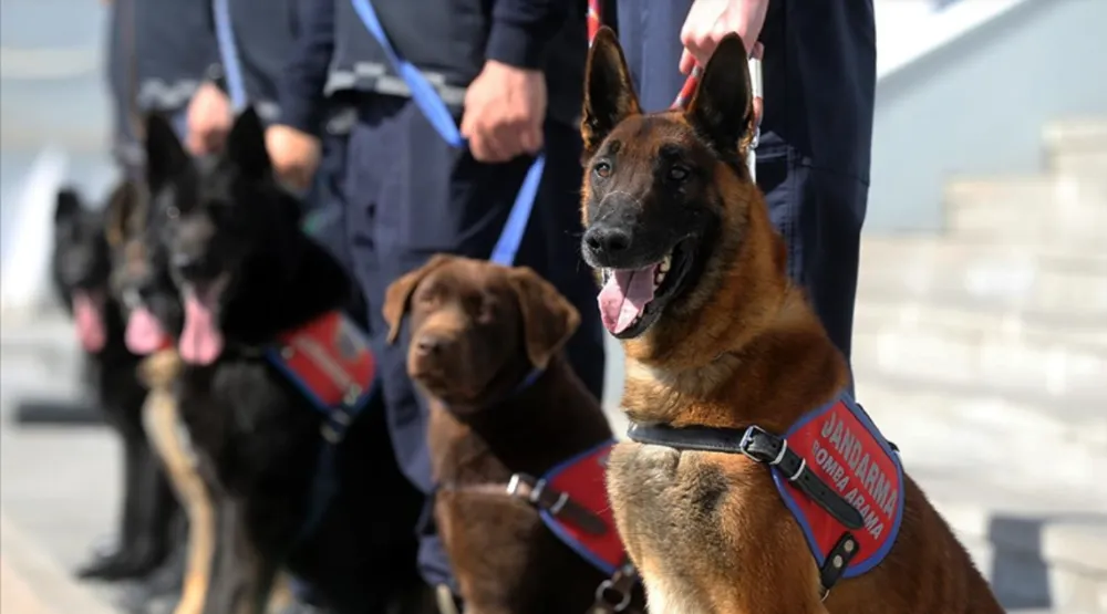 Özel eğitimli dedektör köpekler  operasyonlarda jandarmaya güç  katıyor