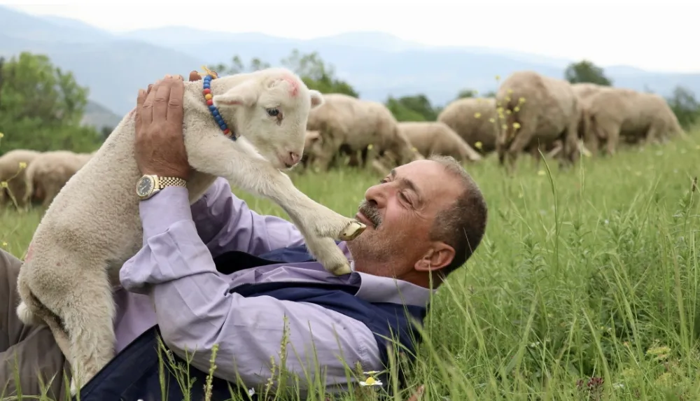 20 günlük kuzu sahibinin peşinden ayrılmıyor