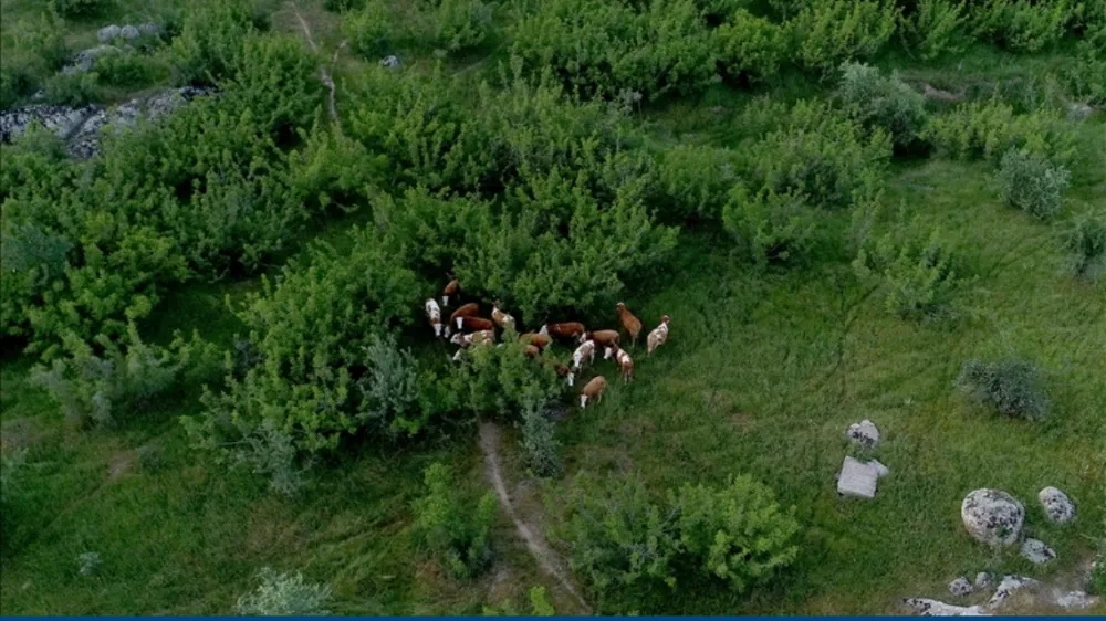 Merada kaybolan38 büyükbaş hayvan dron  yardımıyla bulundu