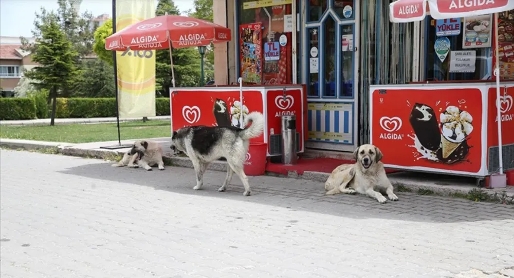 Sahipsiz köpekler mahalleliyi  tedirgin ediyor