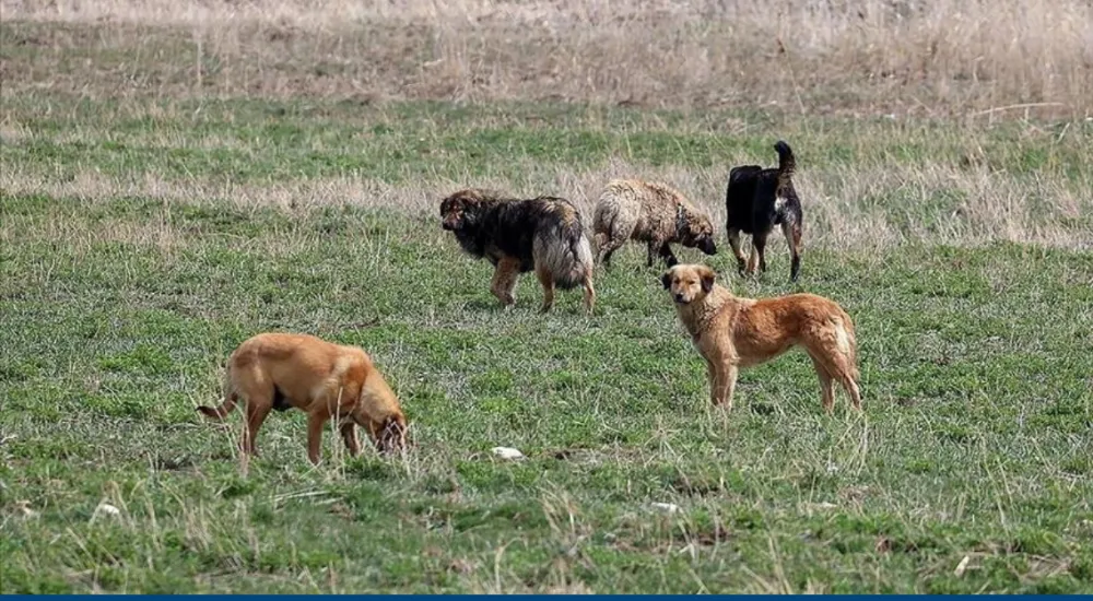 6 Sahipsiz köpeğin  zehirlenerek telef olması üzerine  inceleme başlatıldı