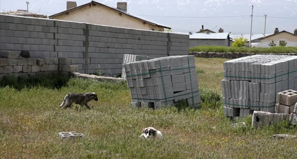 Kuduz nedeniyle ölen  çocuğun yakınları sahipsiz  köpeklerin toplatılmasını istiyor