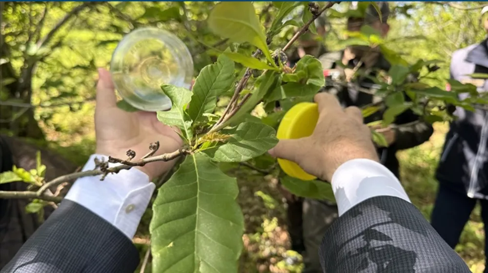 Kestane ağaçlarını  korumak için avcı böcekler  doğaya salındı