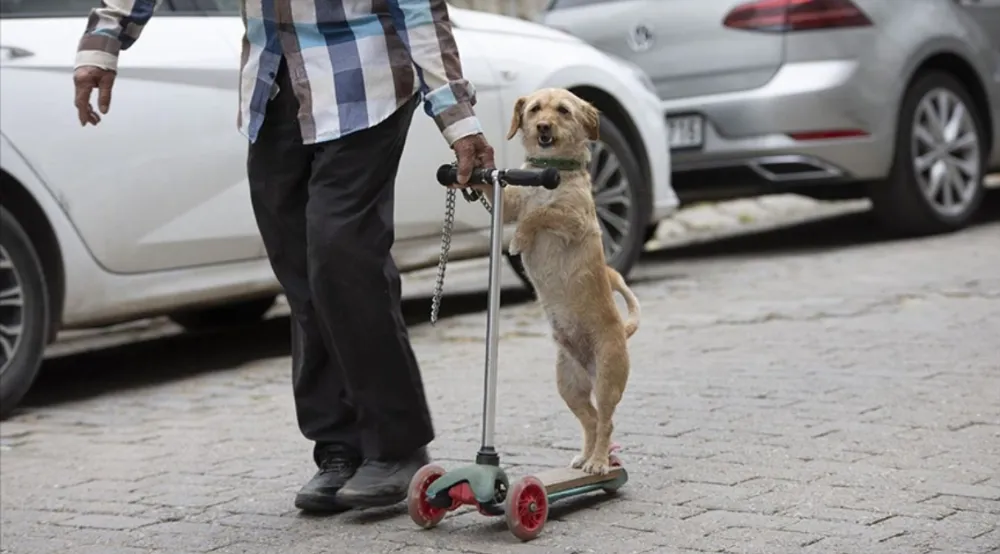 Sahiplendiği köpeği skuterle gezdirip salıncağa bindiriyor