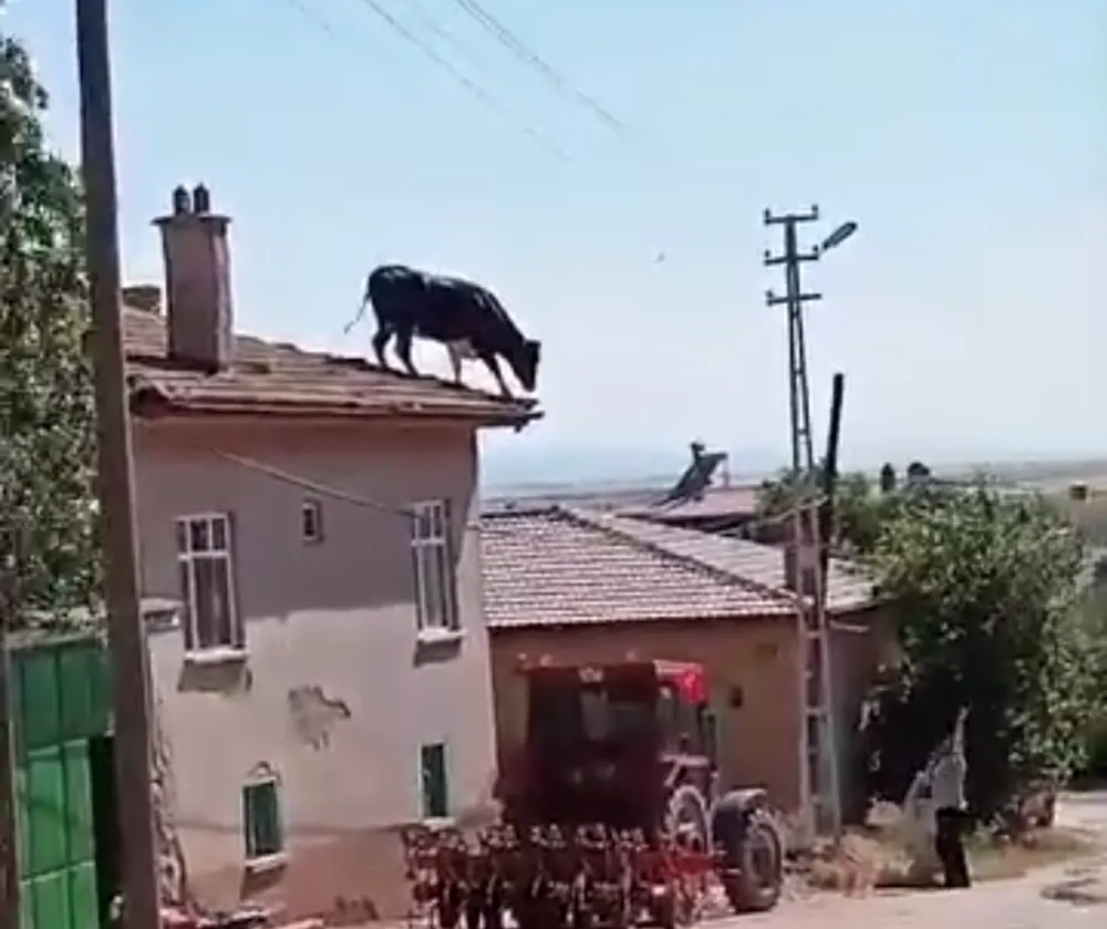 Kurbanlık büyükbaş hayvan sahibinden kaçarak çatıya çıktı