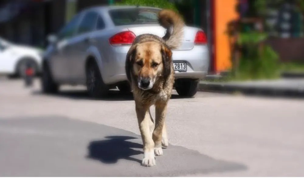 Başıboş sokak köpekleriyle ilgili düzenlemede sona gelindi