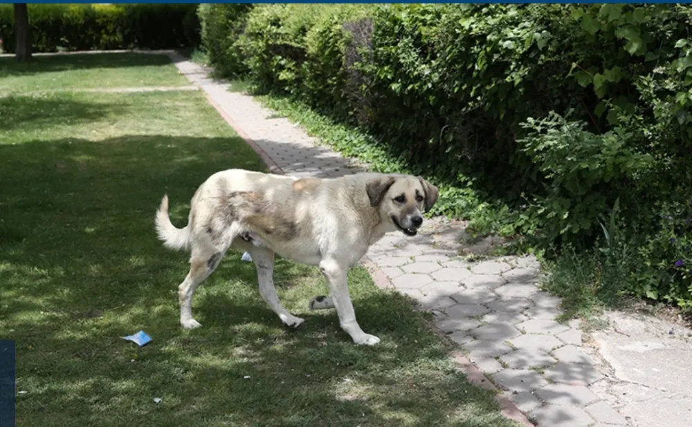 Sokakların güvenli olmasını  isteyenler sahipsiz köpeklere  çözüm bekliyor