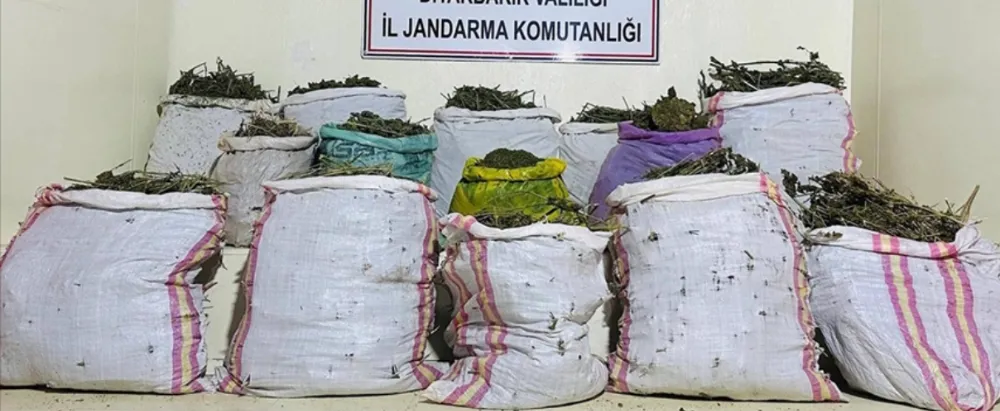 1 milyon 123 bin  500 kök kenevir, 135 kilogram esrar ele geçirildi