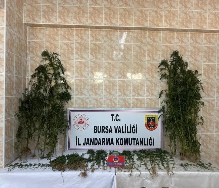 Bursa