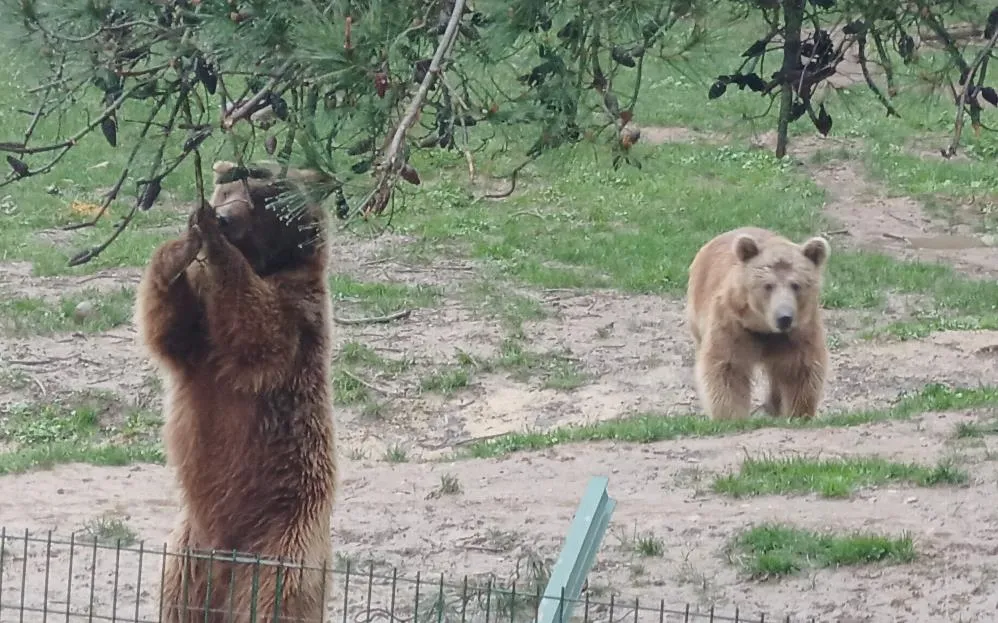 Ayı firarda...Milli parklar ve bölge sakinleri alarmda