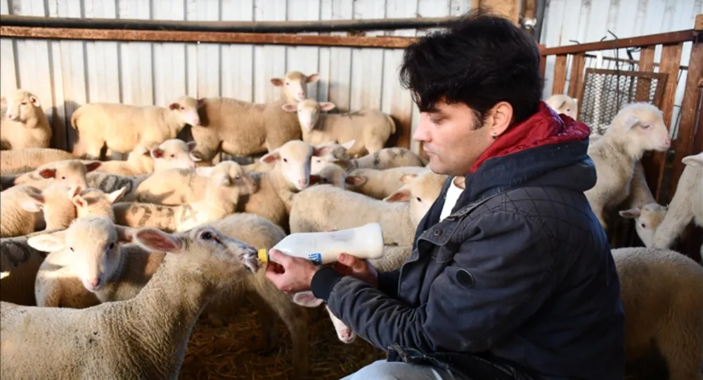 Elektrik mühendisliğini bırakıp devlet desteğiyle 1,5 yılda 510  küçükbaşlık sürüye ulaştı