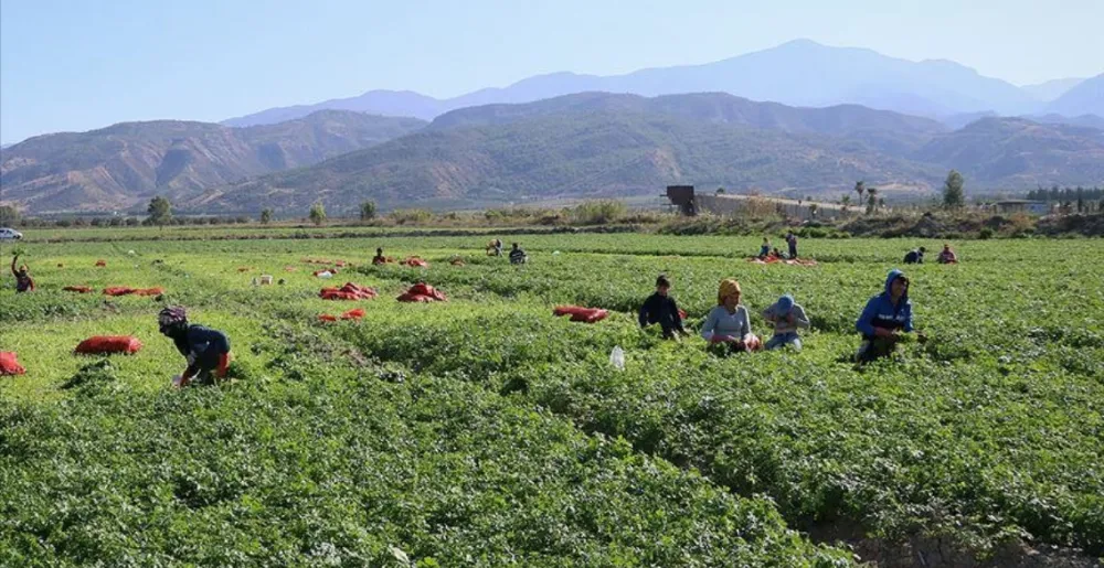 Mevsimlik tarım işçileri için 25 milyon lira kaynak ayrıldı