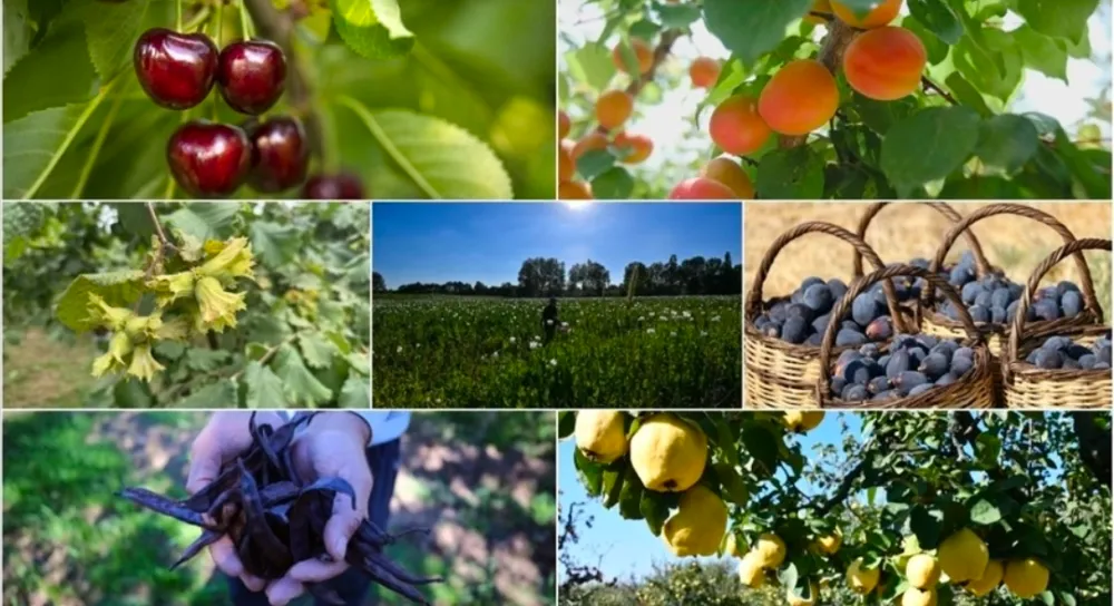 Türkiye tarımda 7 üründe dünya lideri, 22 üründe ilk üçte yer aldı