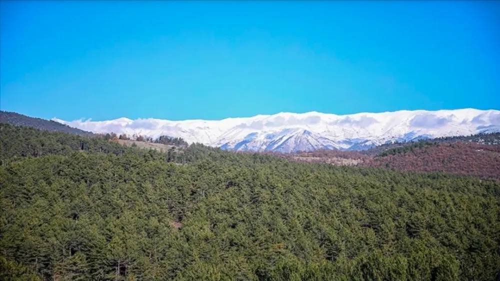 Uludağ eteklerinde oluşturulan bal ormanı arıcıları bekliyor