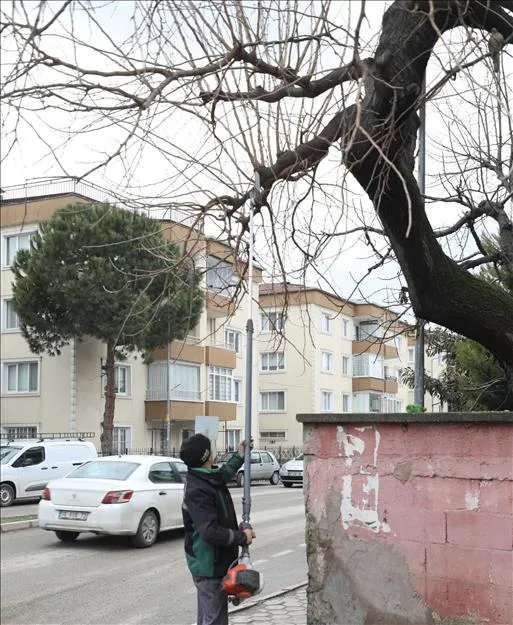 Şehir Genelinde Ağaç Budama Çalışmaları Sürüyor