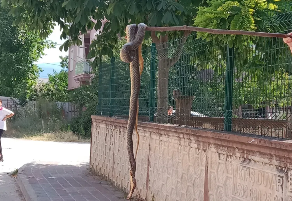 İnegöl’de Bahçede Dev Yılan Yakalandı ve Öldürüldü