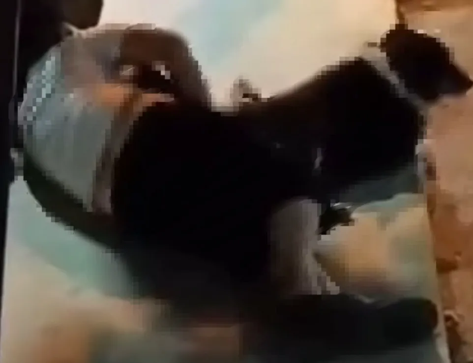 Hayvan Sapığı Tutuklandı! Sabıkalı Olduğu Ortaya Çıktı