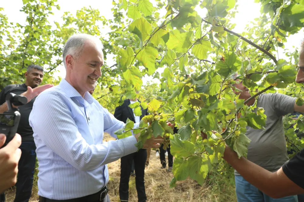 İnegöl Fındığında Hasat Zamanı